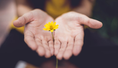 Main tenant une fleur, symbolisant une approche douce